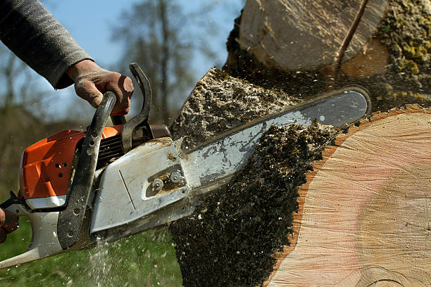 Best Tree Stump Removal  in USA